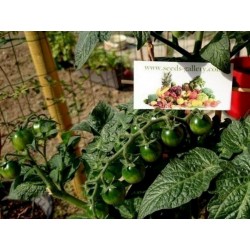 CANDYTOM Cherry Tomato Seeds Seeds Gallery - 2