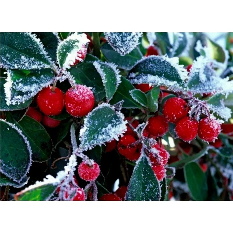 Graines de Thé du Labrador (Gaultheria procumbens)