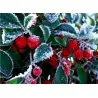 Graines de Thé du Labrador (Gaultheria procumbens)
