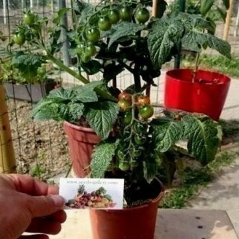 Sementes de tomate CANDYTOM