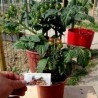 Price: €1.95 - Semillas de tomate CANDYTOM - 