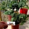 Semillas de tomate CANDYTOM