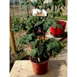 CANDYTOM Tomatensamen - Ideal für wohnung Seeds Gallery - 4