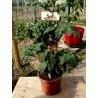 Semillas de tomate CANDYTOM