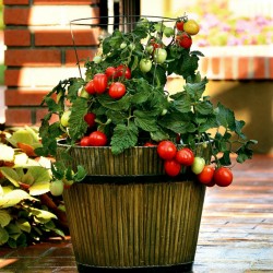 CANDYTOM Cherry Tomato Seeds Seeds Gallery - 6