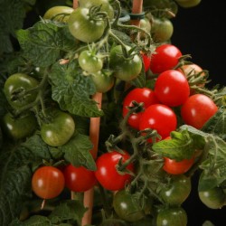 CANDYTOM Tomatensamen - Ideal für wohnung Seeds Gallery - 5