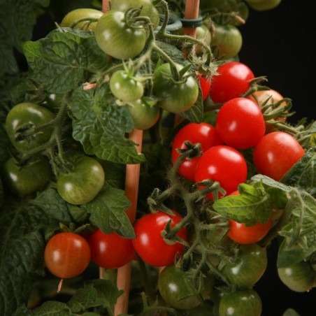 Price: €1.95 - Semillas de tomate CANDYTOM -