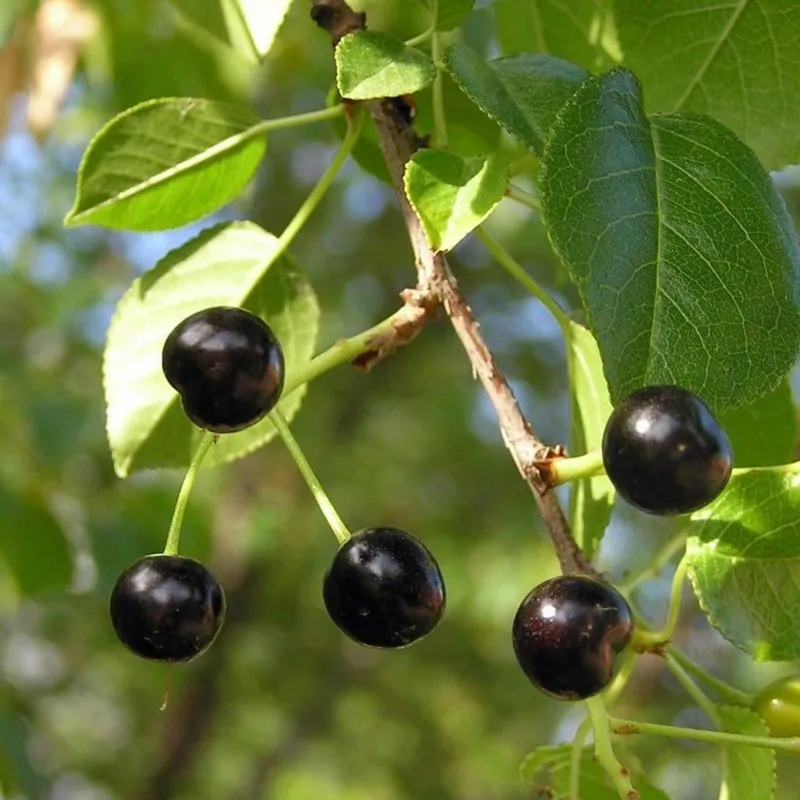 Mahaleb Cseresznye Magvak (Prunus mahaleb)