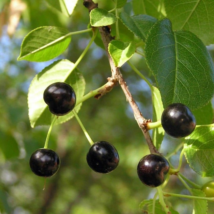 Nasiona Wiśni Mahaleb (Prunus mahaleb) - 1.98