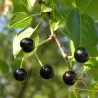 Mahaleb Cseresznye Magvak (Prunus mahaleb)