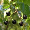 Price: €1.95 - Surkörsbär Fröer (Prunus cerasus) - 