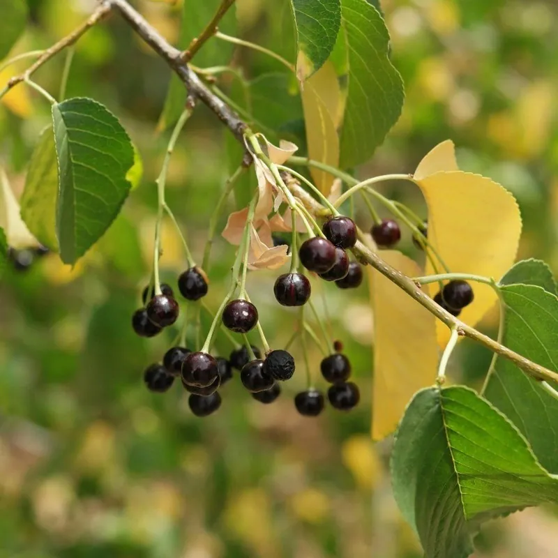 Sementes de Cereja Mahaleb (Prunus mahaleb)