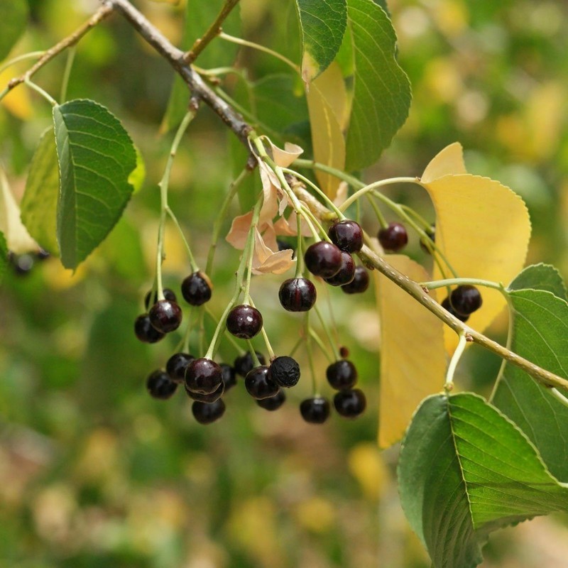 Price: €1.95 - Surkörsbär Fröer (Prunus cerasus) - 