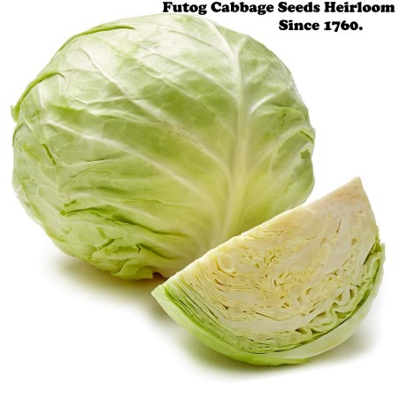 Semi di Cavolo Futog