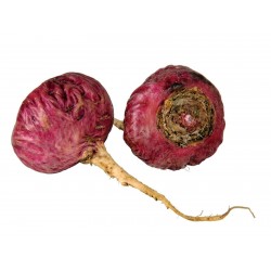 Price: €2.2 - Sementes de Maca Vermelho (Lepidium meyenii) - 