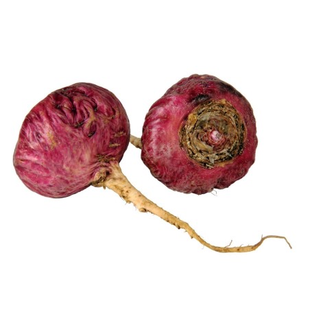 Graines de Maca rouge (Lepidium meyenii)