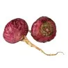 Red Maca Seeds (Lepidium meyenii)