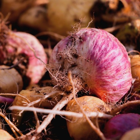 Graines de Maca rouge (Lepidium meyenii)