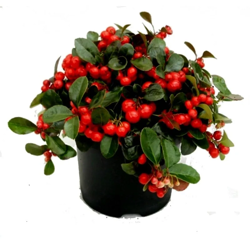 Graines de Thé du Labrador (Gaultheria procumbens)