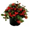 Graines de Thé du Labrador (Gaultheria procumbens)