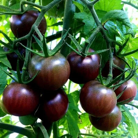 Sementes de tomate Cereja Preta