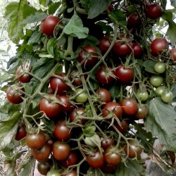 Schwarze Kirsch Tomaten Samen - Black Cherry Seeds Gallery - 3