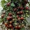 Graines de tomate cerise Black Cherry