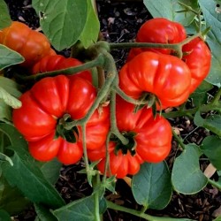 Sementes de tomate Costoluto Genovese Seeds Gallery - 2