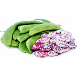 Price: €2.55 - Dzinovski Bozicni Lima pasulj seme - Seeds Gallery