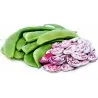 Giant Christmas Lima beans seeds