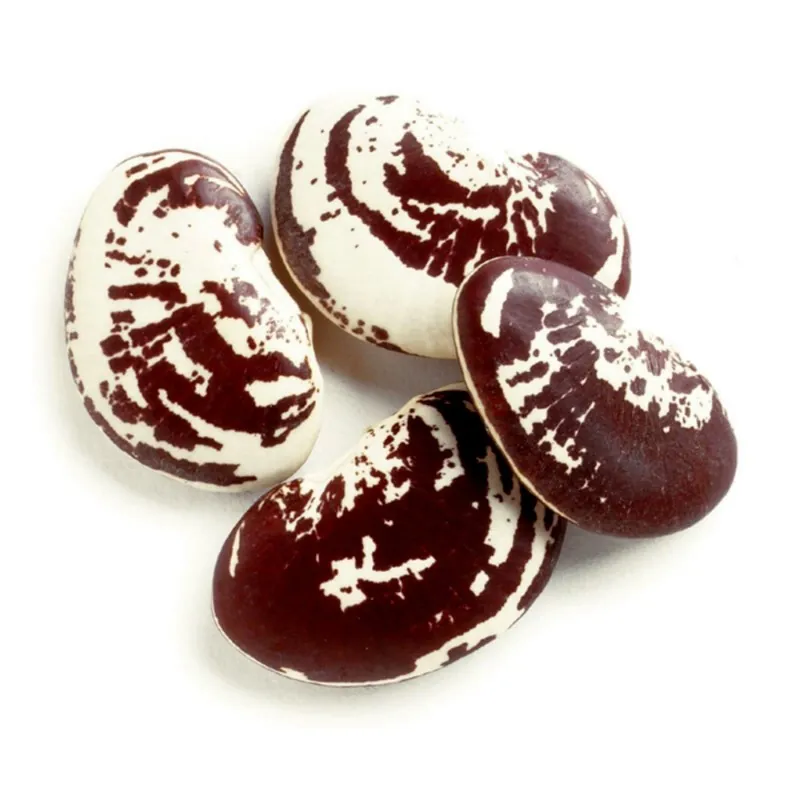 Graines de haricots Noël Lima Géantes