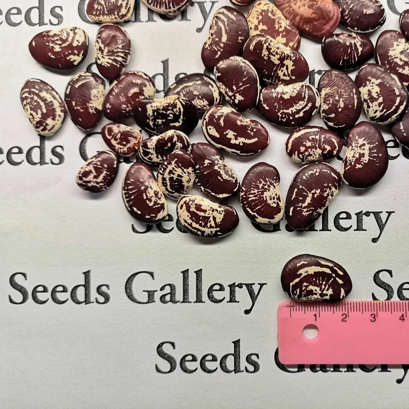Graines de haricots Noël Lima Géantes
