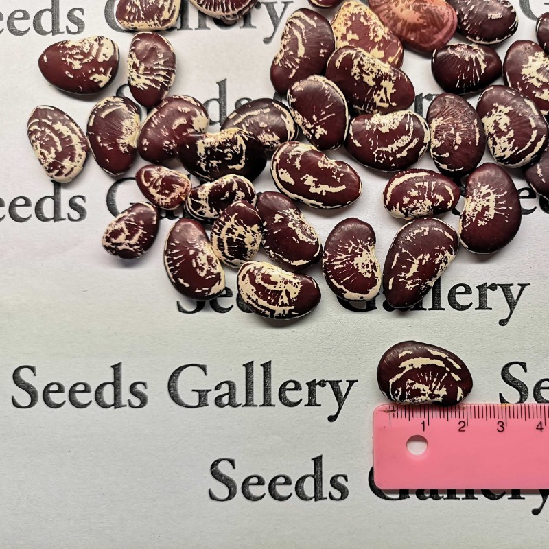 Price: €2.55 - Sementes de feijão gigante Natal Lima - Seeds Gallery