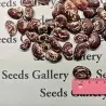 Giant Christmas Lima beans seeds