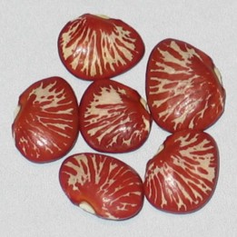 Semillas de Frijol Lima Cebra (Phaseolus lunatus) - 1.755