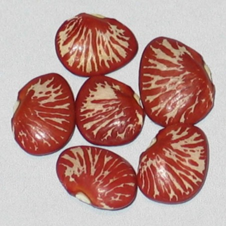 Price: €1.95 - Sementes de Feijao Lima Zebra (Phaseolus lunatus) - 