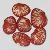 Σπόροι φασόλια ζέβρα (Phaseolus lunatus)