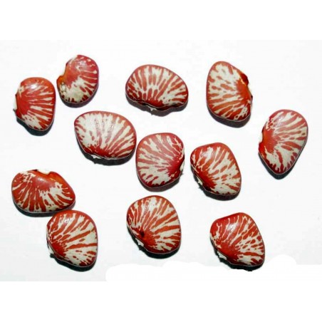 Price: €1.95 - Sementes de Feijao Lima Zebra (Phaseolus lunatus) - 