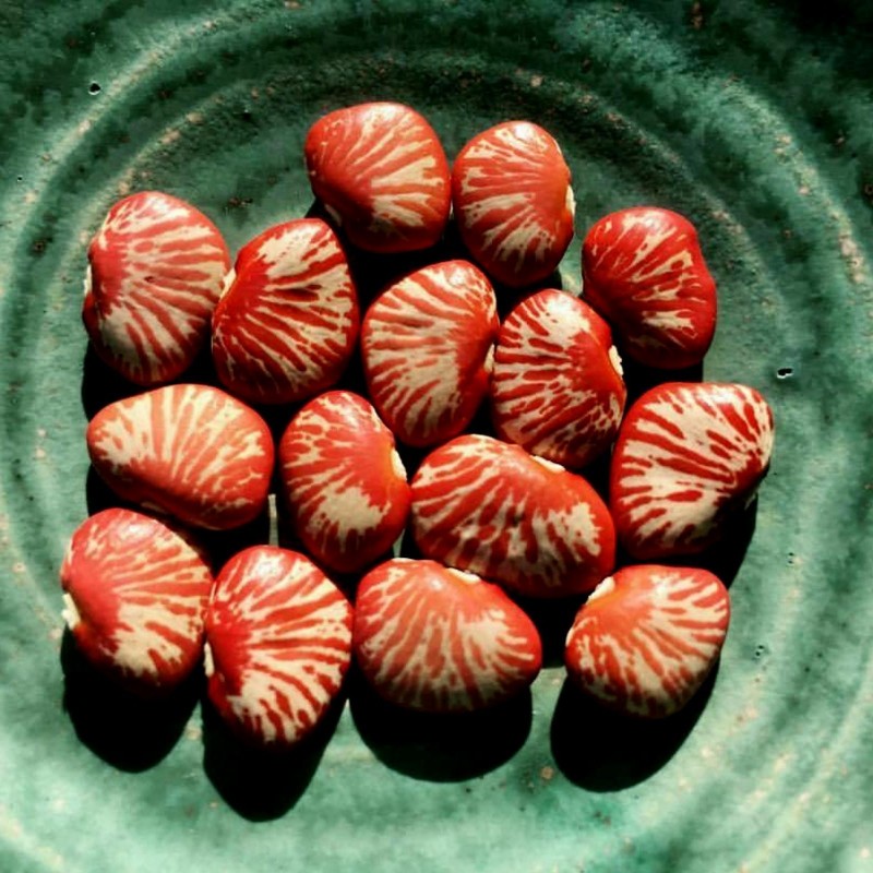 Price: €1.95 - Graine de Haricot Lima Zèbre (Phaseolus lunatus) - 