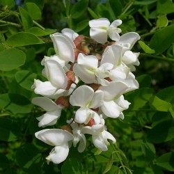 White Wisteria Seeds (Robinia pseudoacacia)  - 2
