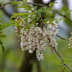 Semi di Robinia o Acacia (Robinia pseudoacacia)  - 3