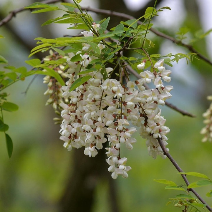 White Wisteria Seeds (Robinia pseudoacacia) - 234.57915