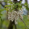 Price: €2 - Robinia trädväxt Frön (Robinia pseudoacacia) - 