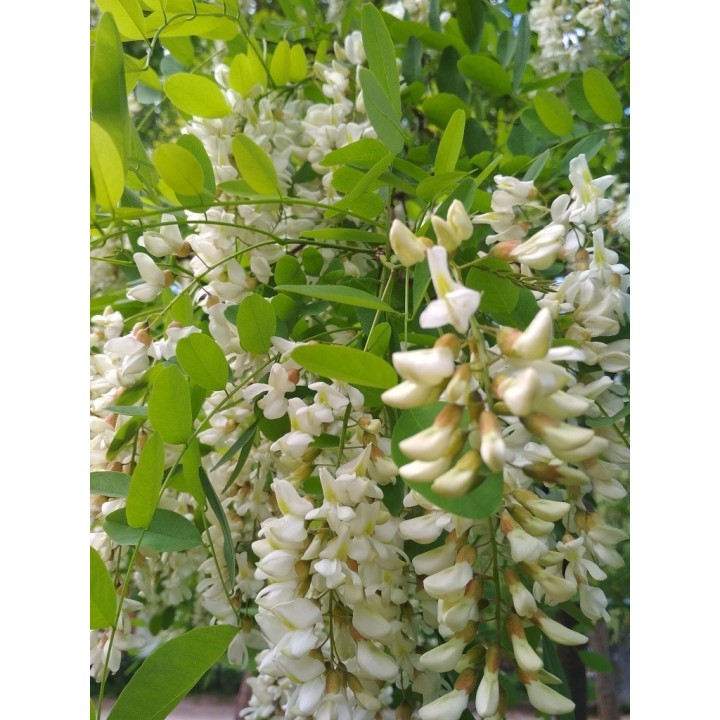 White Wisteria Seeds (Robinia pseudoacacia) - 234.57915