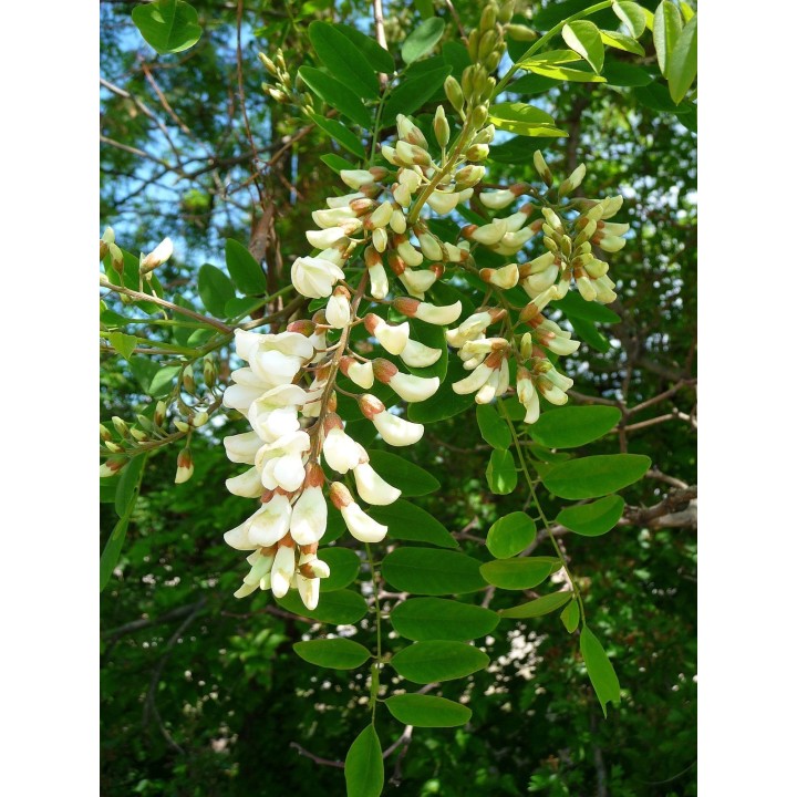 White Wisteria Seeds (Robinia pseudoacacia) - 234.57915