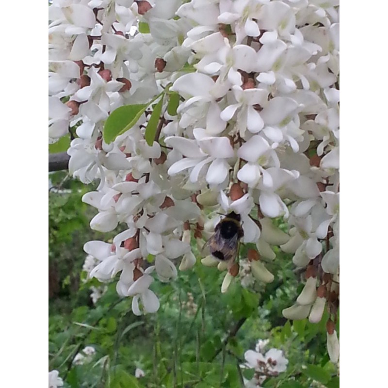 Price: €2 - Gewöhnliche Robinie Baum Samen - 
