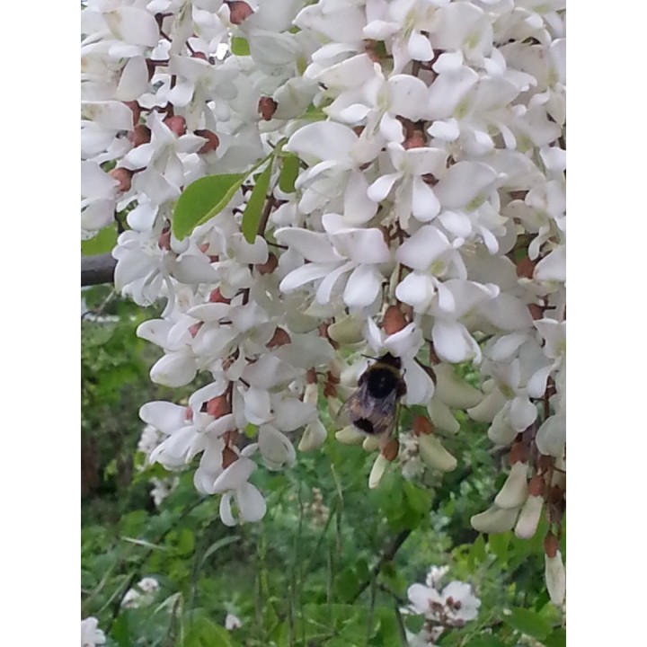 White Wisteria Seeds (Robinia pseudoacacia) - 234.57915