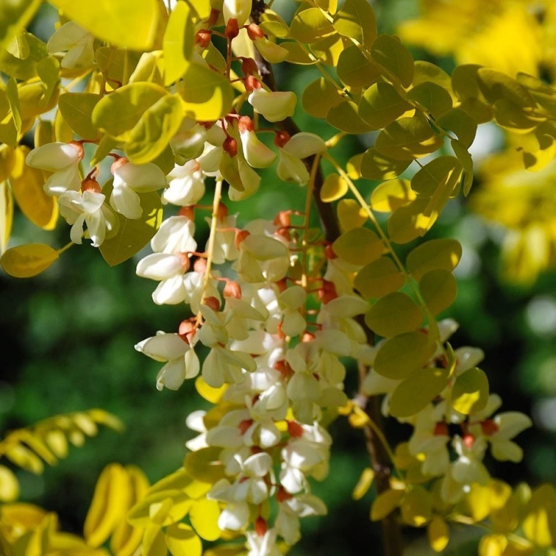 Price: €2 - Robinia trädväxt Frön (Robinia pseudoacacia) - 
