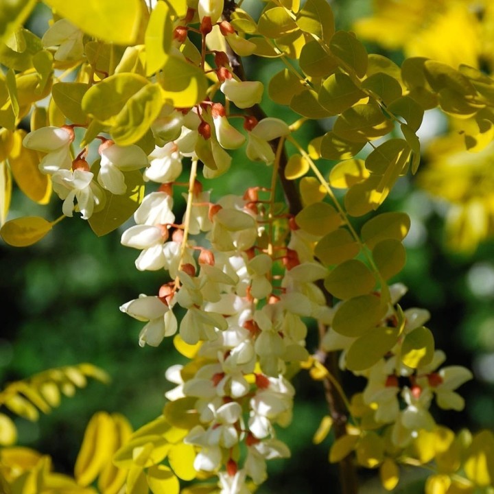 White Wisteria Seeds (Robinia pseudoacacia) - 234.57915