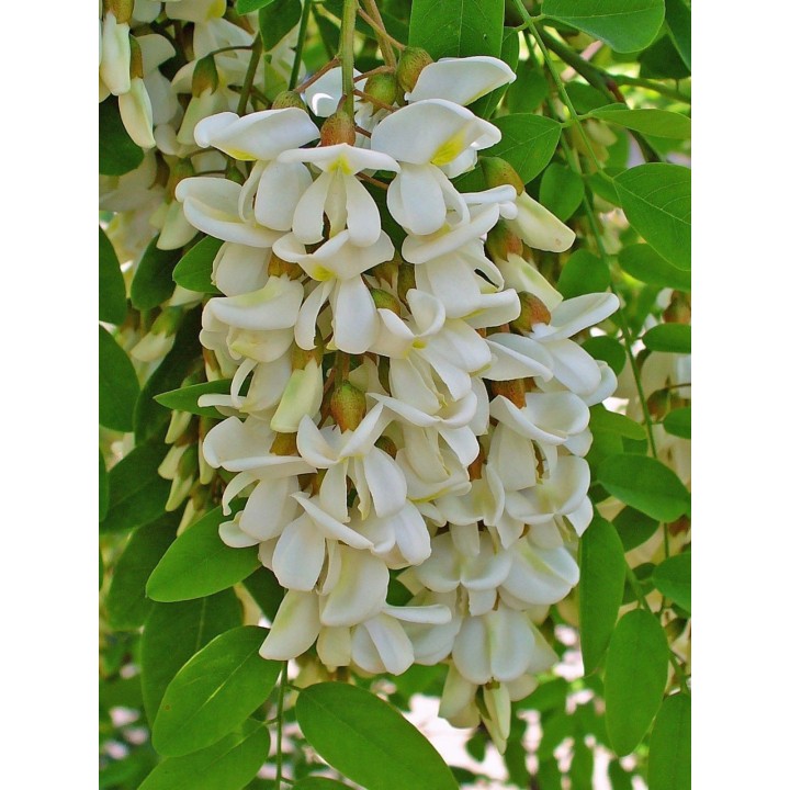 White Wisteria Seeds (Robinia pseudoacacia) - 234.57915
